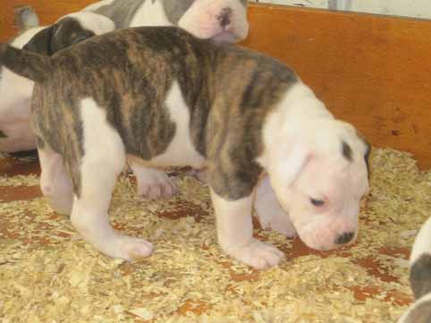 amerikaanse bulldog pup